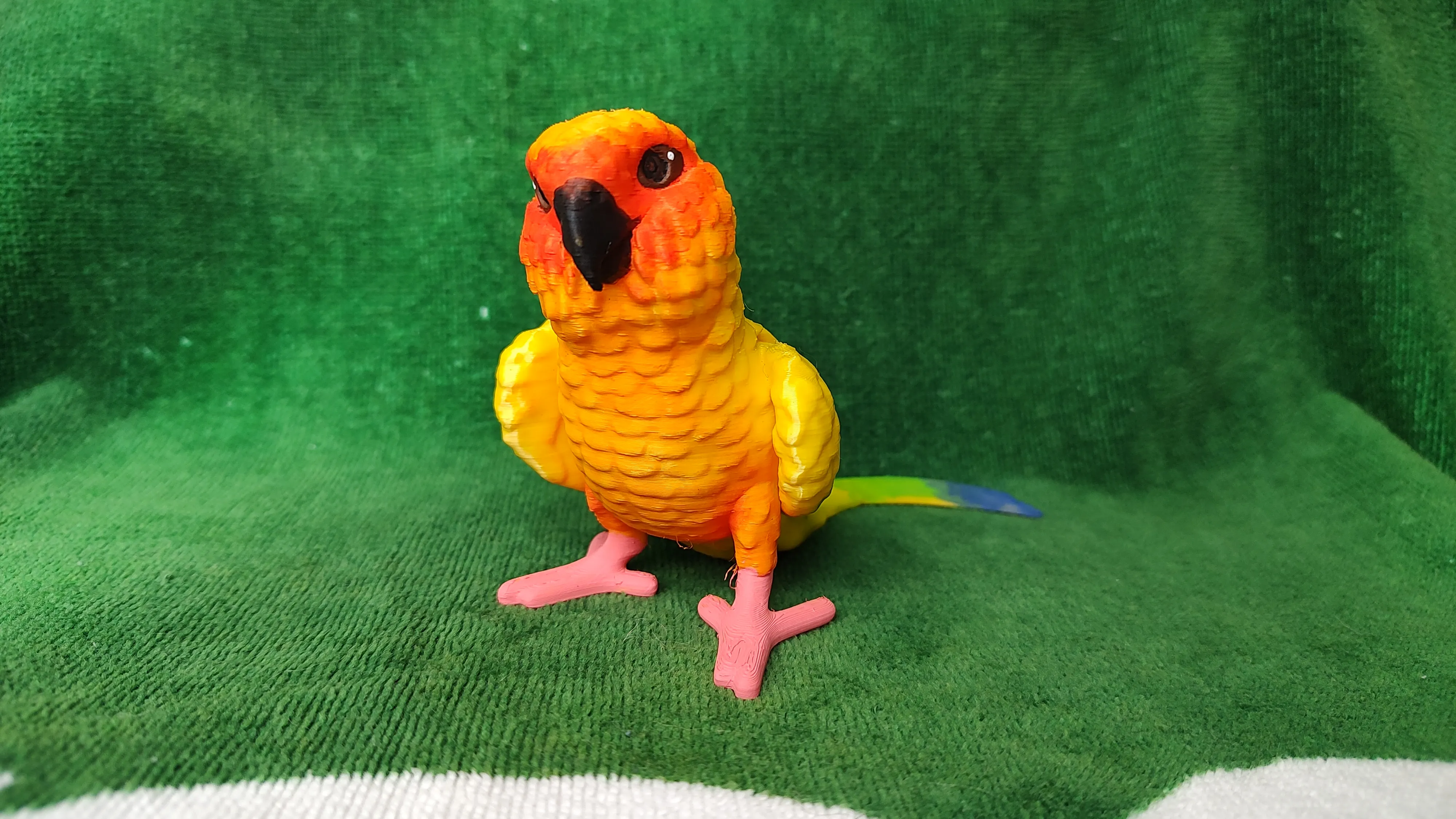 Conure