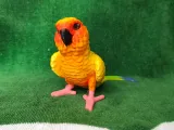 Conure-1