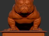 Exotic bully sitting-4