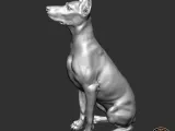 Doberman-5