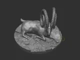 Markhor goat-8