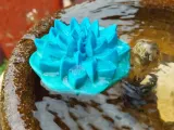 Floating Water Lily-1
