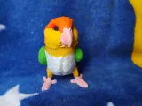 Caique-2