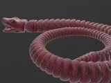 flexi Snake-0