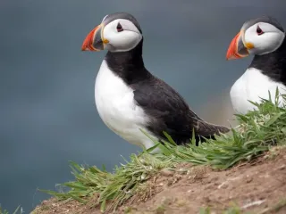 puffins