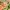 BloomClip Bouquet – Collection de pinces à sacs décoratives florales