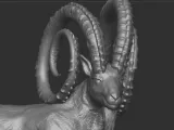 Markhor goat-3