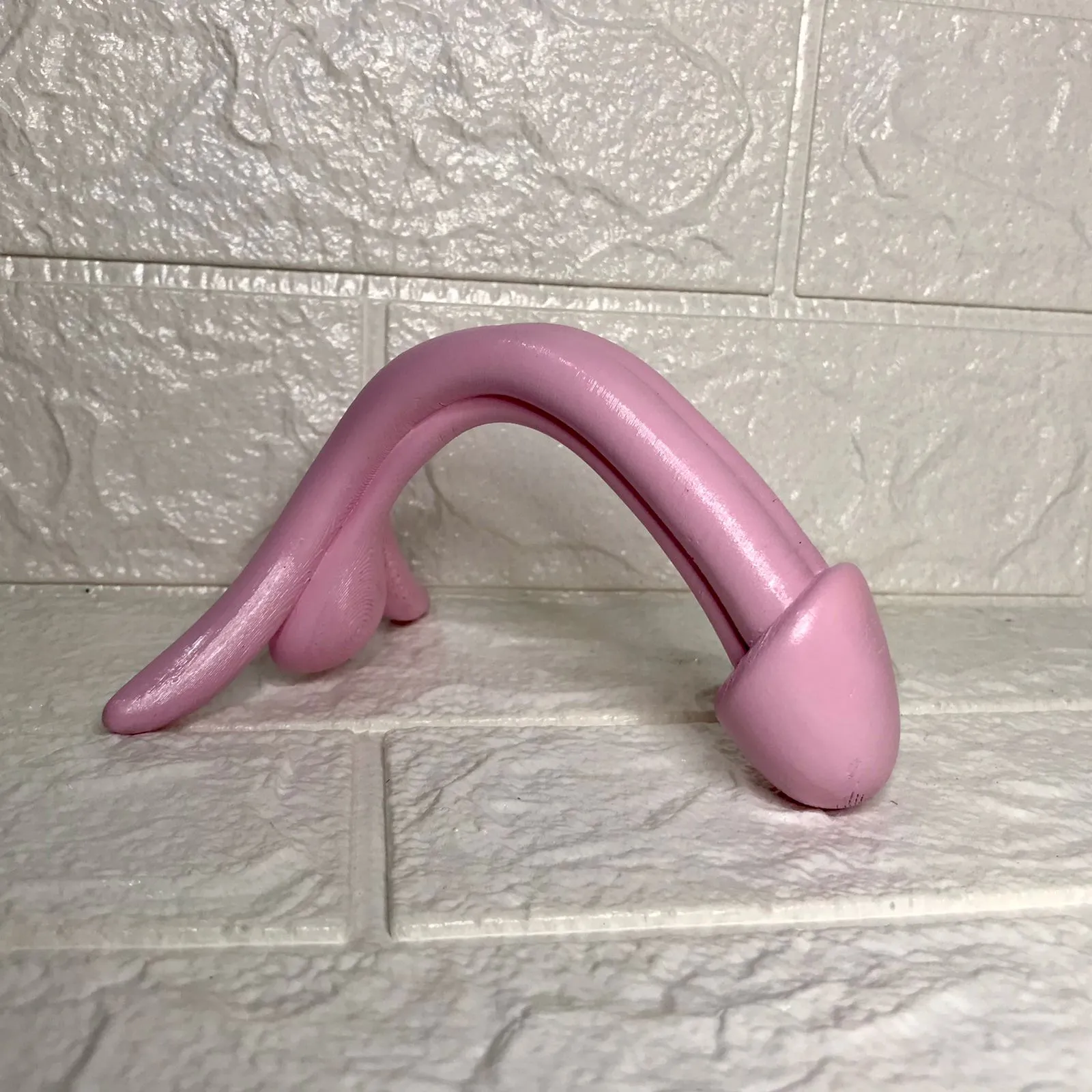 Penis anatomy