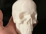 Human skull-2
