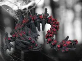 Black Widow Dragon-0