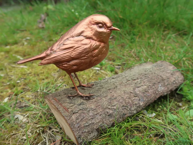 European Robin