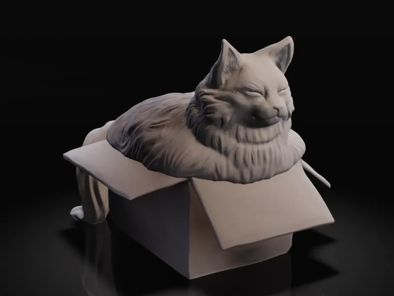 Gatto paffuto nella scatola