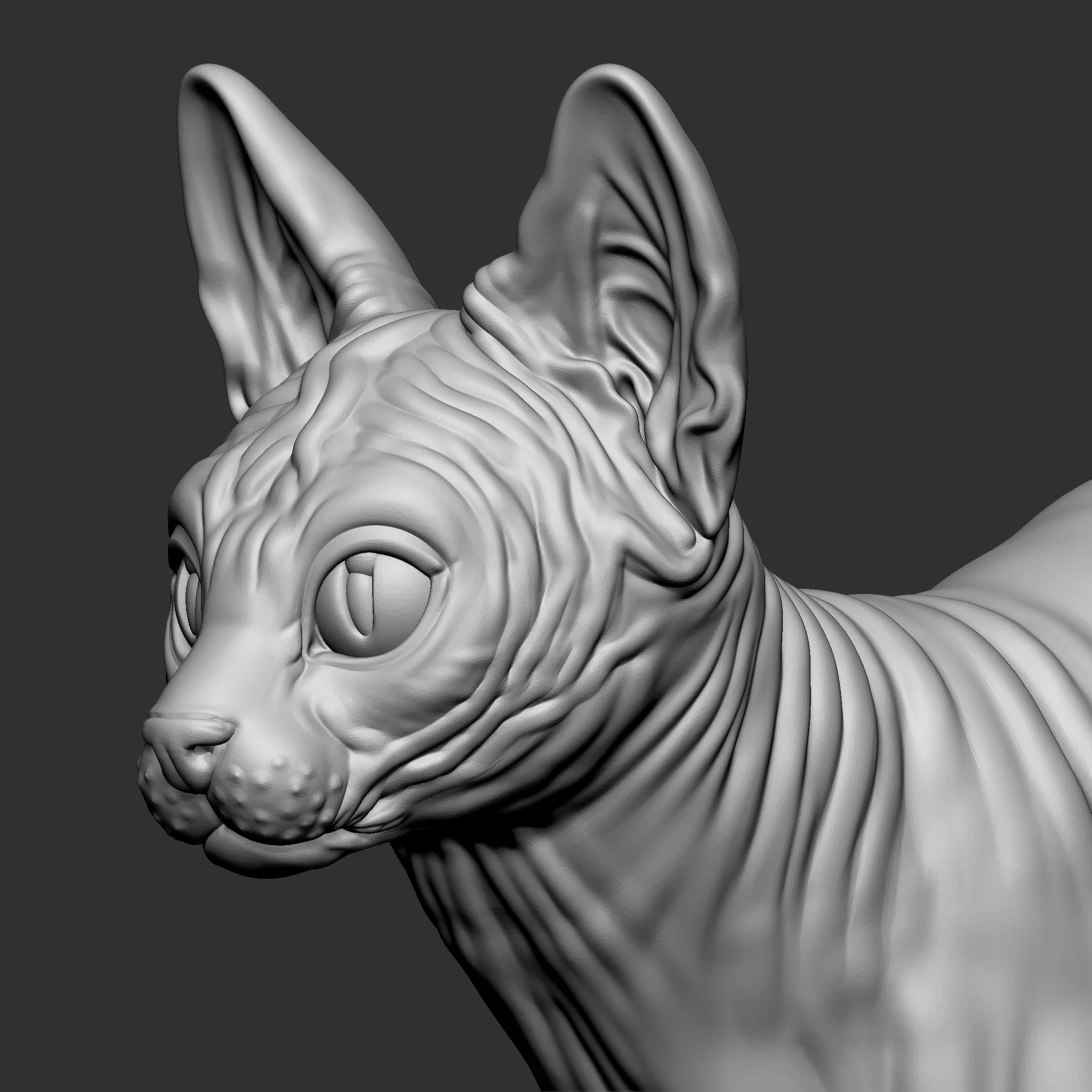 Sphynx-Katze