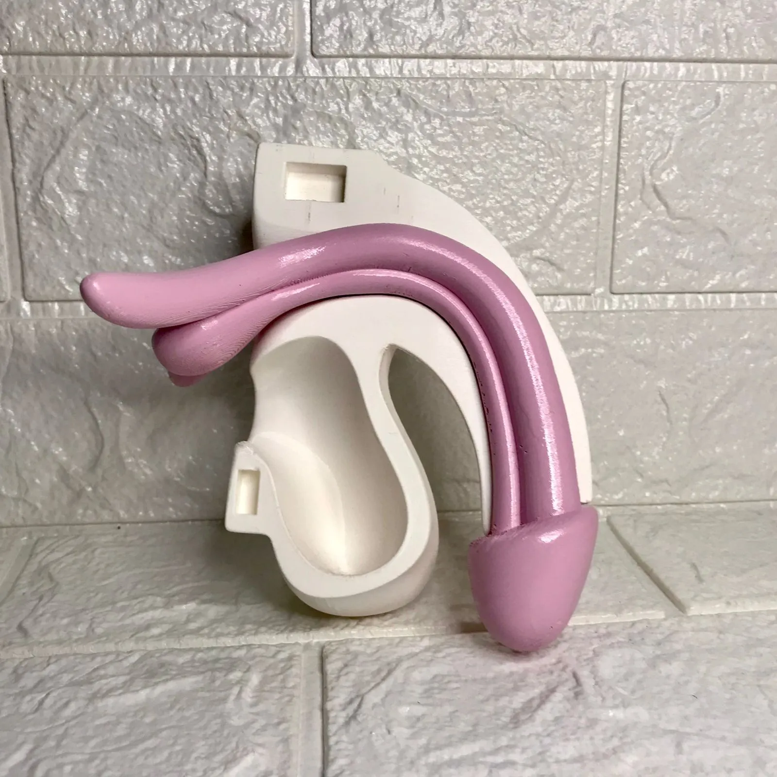 Penis anatomy