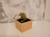 Planter-6