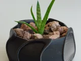 Pot Interior Decor U-1