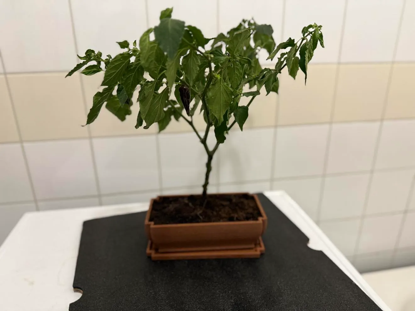 Classic bonsai pot