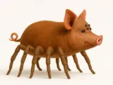 Porco aranha - pig spider-1