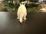 Armadillo-2