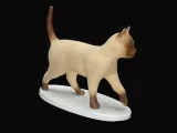 Gato caminando-0