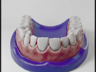 Teeth Anatomy Model