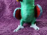 Eclectus-8