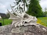 Dragon SKULL-6