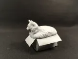 Fat cat in box-5