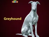 Greyhound breed - Dog greyhound racing model - 3D print-1