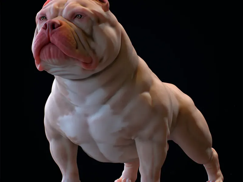 Dog American Bully