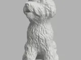 Bichon dog-5