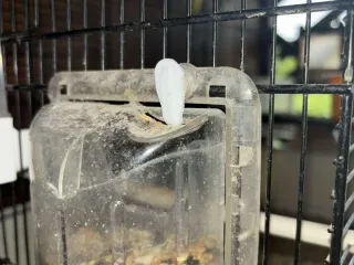 Bird Cage closing Hook