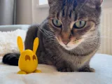Hoppity Egg – Tiny legs, big secrets!-3