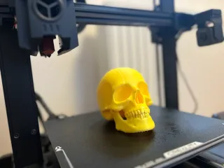 Human skull