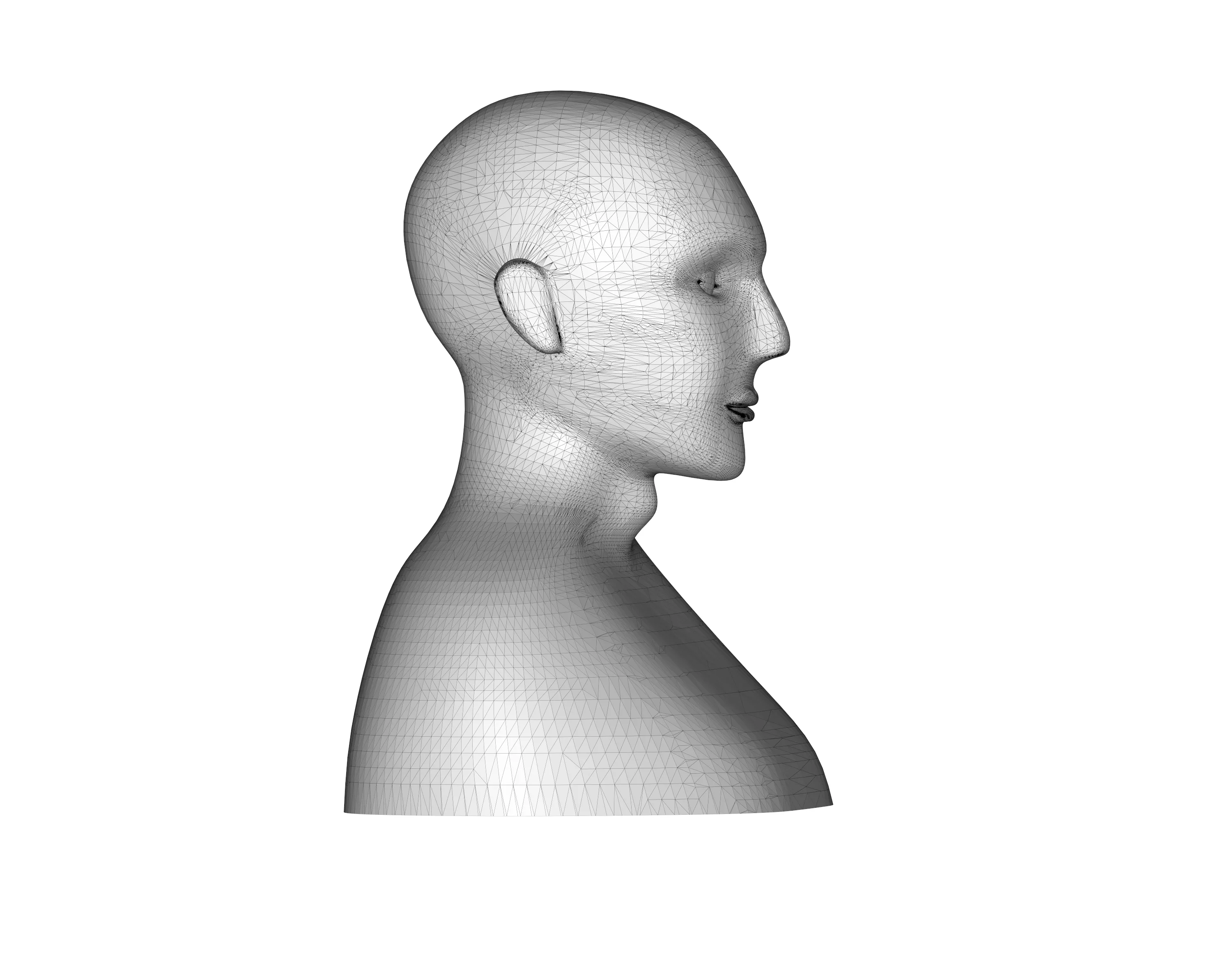 Human 3d model