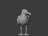 Gull-7