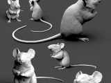 Wood Mouse-8