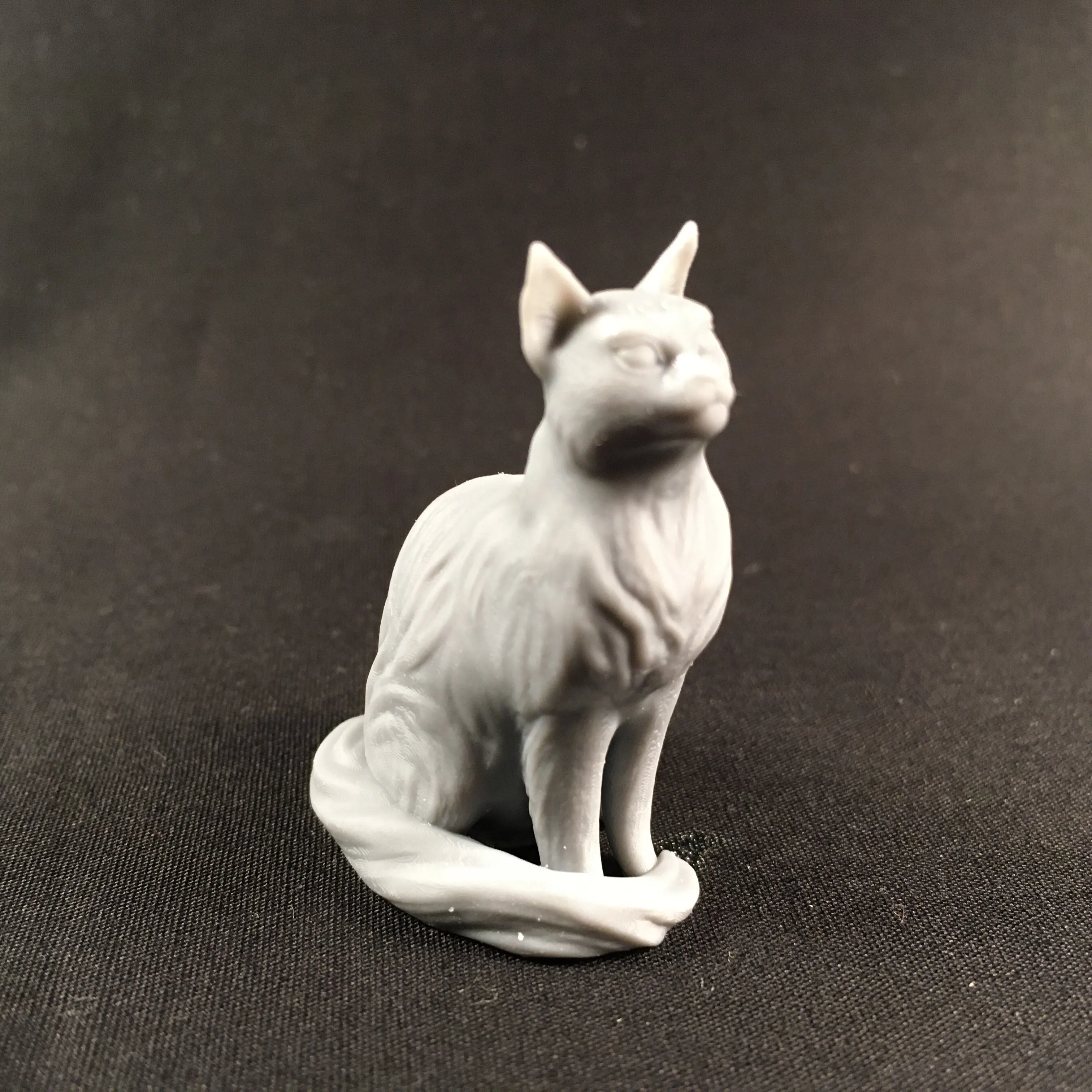 Sitting cat