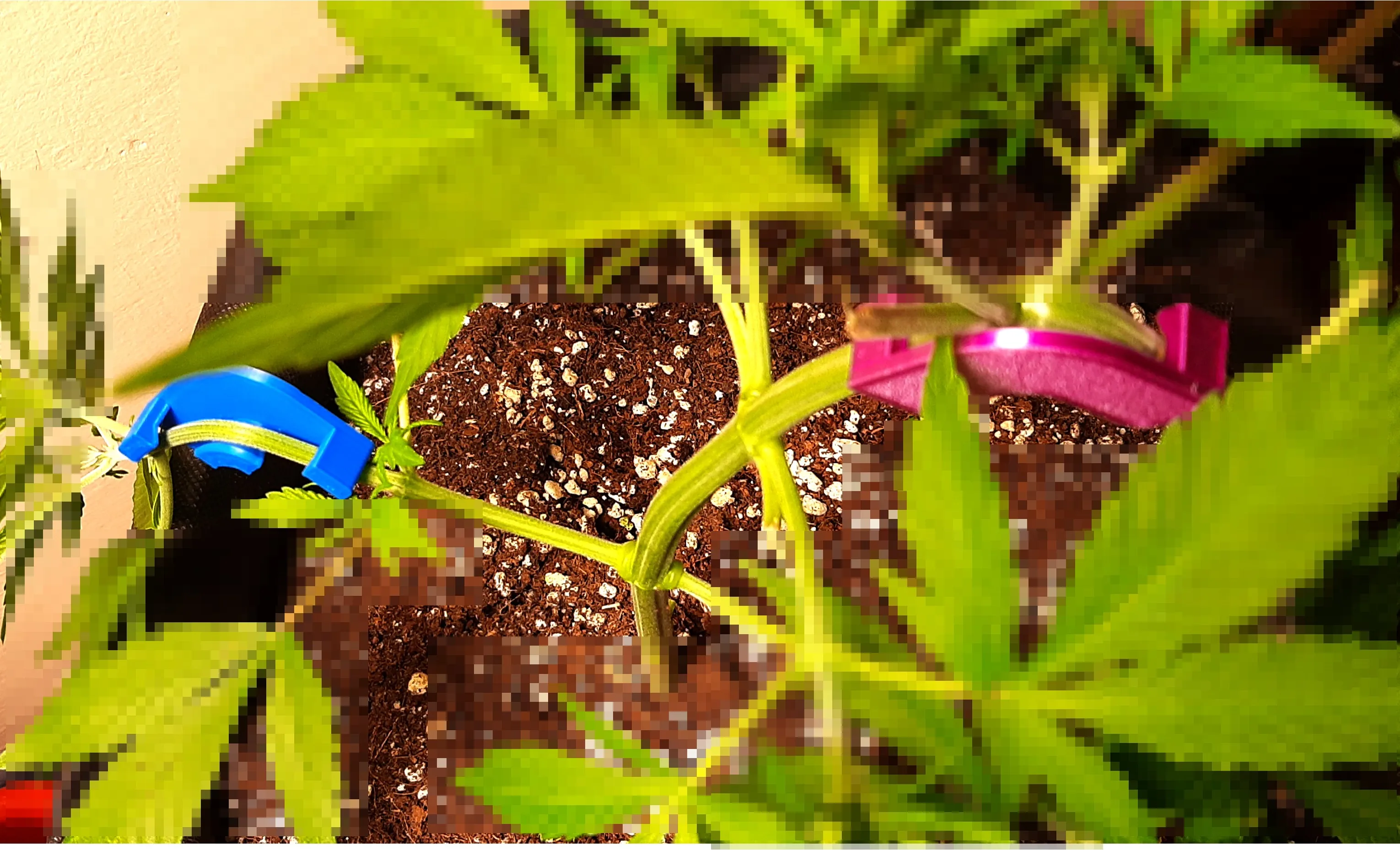 Cannabis - tuteur de branche