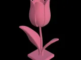Tulipano-3