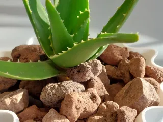 Pot Interior Decor Q