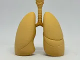 Lung Medical Education Model-2