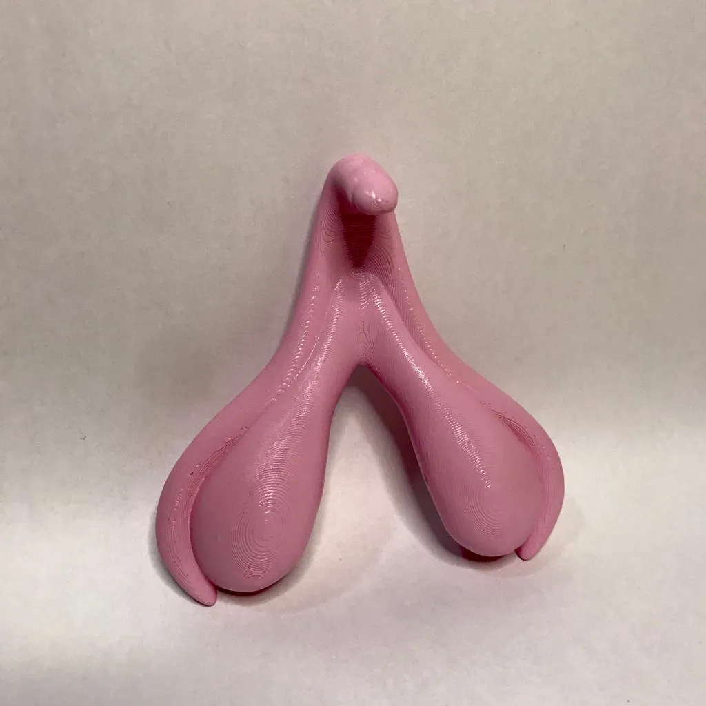 Clitoris anatomy