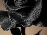 Rose Decor-1