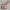 Rikku Daggers 3D Model