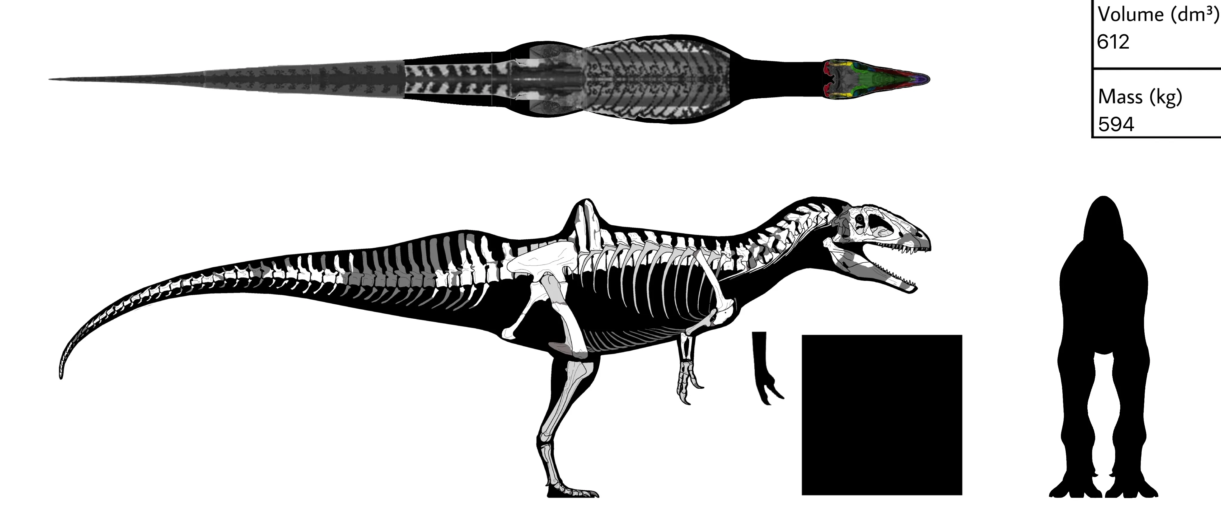 Concavenator corcovatus Skeleton