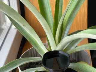 Self-Watering 