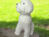 Bichon dog-1