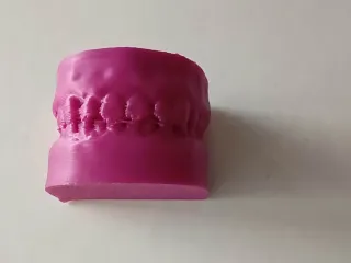 Human teeth model
