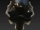Skull with finger bones-6